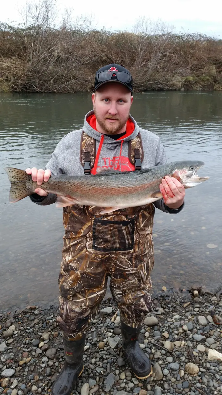 An angler in waders holding a large steelhead on a gravel bar