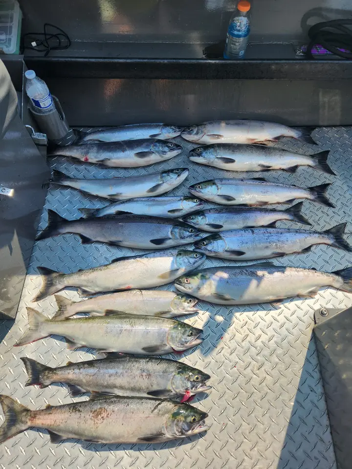Around fifteen salmon laid out on the deck of the boat