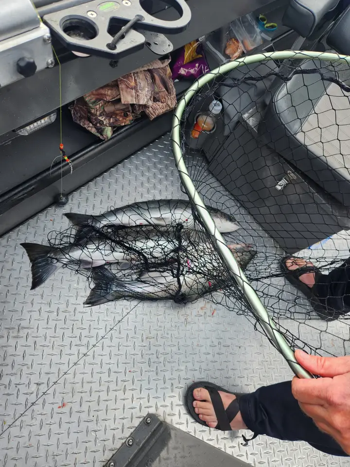 A fish in the landing net alongside the boat