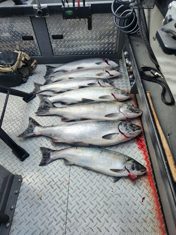 Seven coho salmon on the deck of the boat