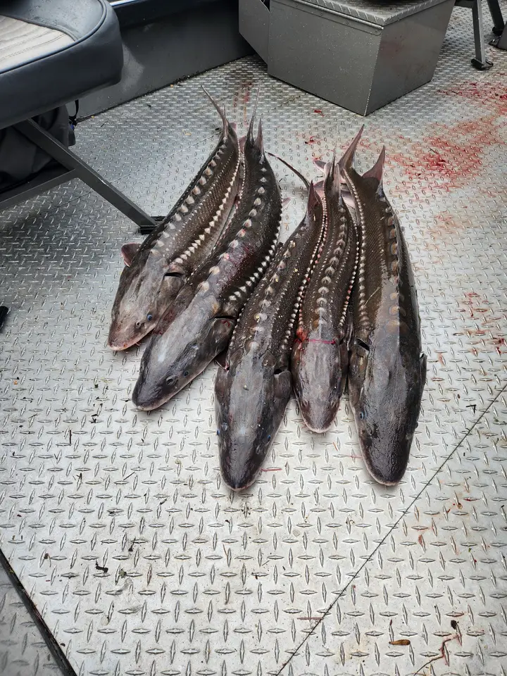 Several sturgeon on the deck of the boat