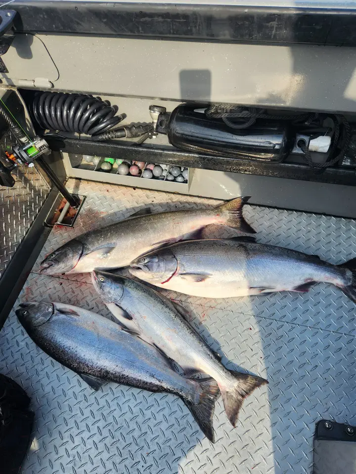 Four chinook salmon on the deck