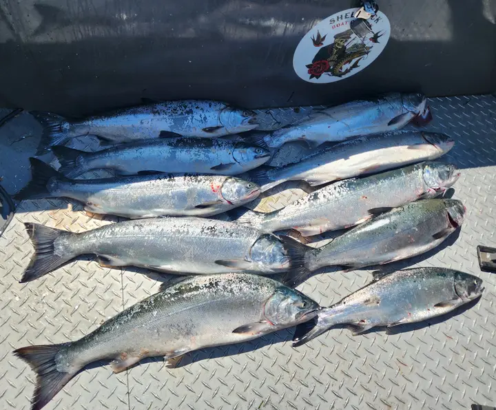 Eight coho salmon lined up on the deck