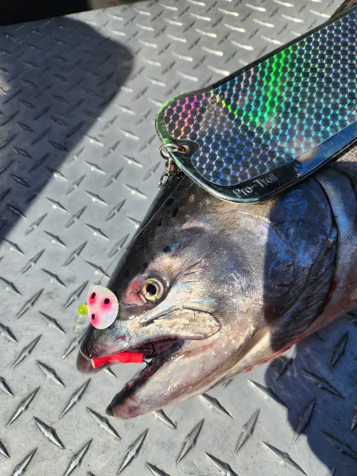 Close-up of a coho salmon beside the flasher and lure that caught it