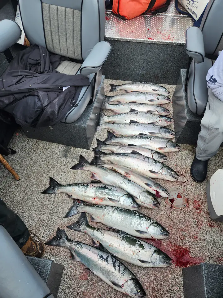 More than a dozen coho salmon laid out across the deck of the boat