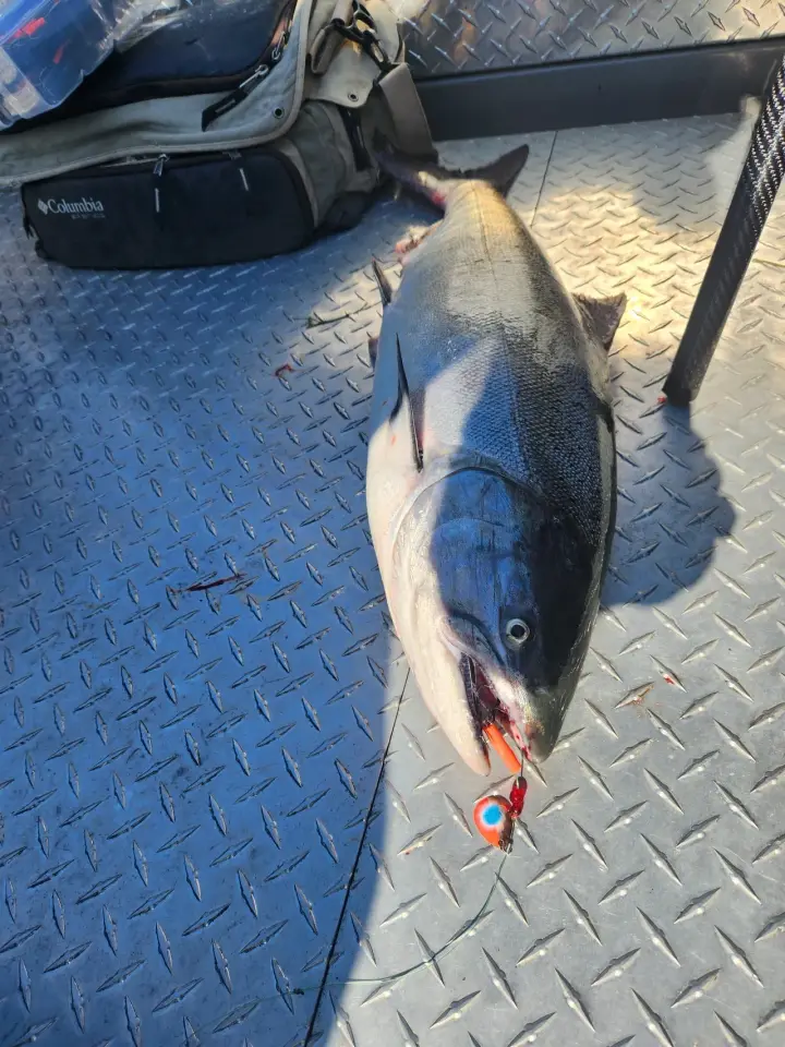 A coho salmon on the deck with the lure still attached