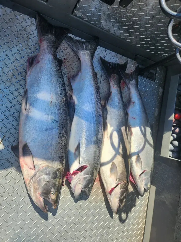 Four salmon laid out on the deck of the boat
