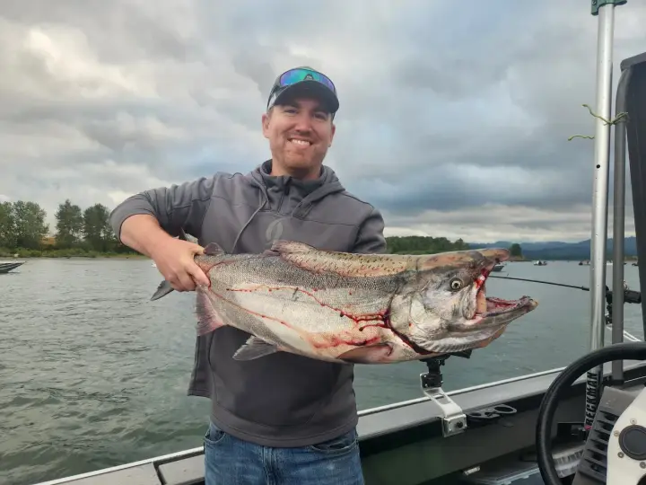 A man in a grey hoodie holding a large chinook salmon