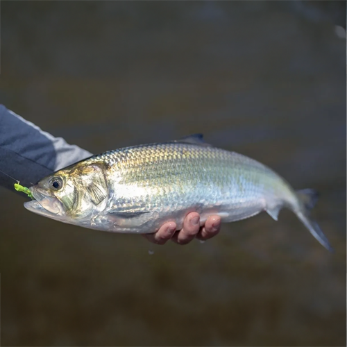 American Shad