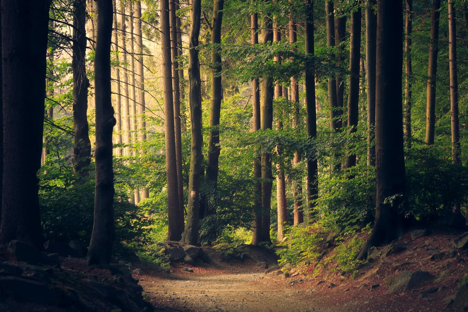 Forest backdrop